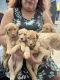 Goldendoodle Puppies for sale in Hillsboro, IN 47949, USA. price: NA