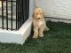 Goldendoodle Puppies for sale in 14120 W Mandalay Ln, Surprise, AZ 85379, USA. price: $900