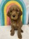Goldendoodle Puppies for sale in Scranton--Wilkes-Barre, PA, PA, USA. price: NA