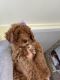Goldendoodle Puppies for sale in Linden, NJ, USA. price: $1,100