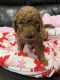 Goldendoodle Puppies for sale in Pleasant Lake, MI 49272, USA. price: NA