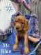 Goldendoodle Puppies for sale in Spicewood, TX 78669, USA. price: NA