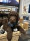 Goldendoodle Puppies for sale in 4702 Granite Ct, Indian Trail, NC 28079, USA. price: NA