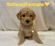 Goldendoodle Puppies for sale in Peachtree City, GA, USA. price: $2,500