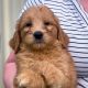 Goldendoodle Puppies for sale in Staunton, VA 24401, USA. price: $1,200