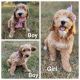 Goldendoodle Puppies for sale in Minneapolis, MN, USA. price: $1,250