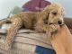 Goldendoodle Puppies for sale in Mt Vernon, OH 43050, USA. price: NA