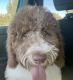 Goldendoodle Puppies for sale in Peoria, AZ 85382, USA. price: $1,200