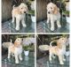 Goldendoodle Puppies for sale in Orlando, FL, USA. price: $1,500