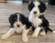 Goldendoodle Puppies for sale in Lake Elsinore, CA, USA. price: $500