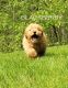 Goldendoodle Puppies for sale in Milford Charter Twp, MI, USA. price: NA