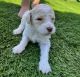 Goldendoodle Puppies for sale in 26 Cole Ave, Clovis, CA 93612, USA. price: $1,000