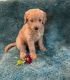 Goldendoodle Puppies for sale in Clermont, FL, USA. price: $750