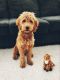 Goldendoodle Puppies for sale in Clearwater, FL 33755, USA. price: NA