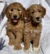 Goldendoodle Puppies for sale in Los Angeles, CA, USA. price: $1,350