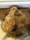 Goldendoodle Puppies for sale in Howe, TX, USA. price: NA