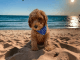 Goldendoodle Puppies for sale in Spring Hill, FL, USA. price: $1,700