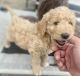Goldendoodle Puppies for sale in Marshall, IL 62441, USA. price: NA