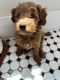 Goldendoodle Puppies for sale in Edmond, OK 73034, USA. price: NA