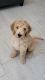 Goldendoodle Puppies for sale in Merced, CA 95340, USA. price: $1,800