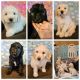 Goldendoodle Puppies for sale in Beatrice, NE 68310, USA. price: NA