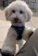 Goldendoodle Puppies for sale in Weston, FL, USA. price: $700