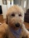 Goldendoodle Puppies for sale in Morehead, KY 40351, USA. price: $600