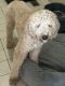 Goldendoodle Puppies for sale in Barrington, IL 60010, USA. price: NA