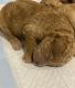 Goldendoodle Puppies for sale in Orlando, FL, USA. price: $2,500