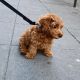 Goldendoodle Puppies for sale in Palm Beach, FL, USA. price: NA