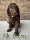 Goldendoodle Puppies for sale in Richmond, KY, USA. price: $1,250