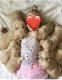 Goldendoodle Puppies for sale in Rockwall, TX, USA. price: NA