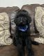 Goldendoodle Puppies for sale in Buckeye, AZ, USA. price: $1,000