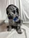 Goldendoodle Puppies for sale in Howard City, MI 49329, USA. price: NA