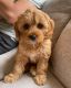 Goldendoodle Puppies for sale in New York, NY, USA. price: $500