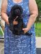 Goldendoodle Puppies for sale in Grosse Ile Township, MI, USA. price: NA