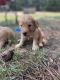 Goldendoodle Puppies for sale in Chesnee, SC 29323, USA. price: NA