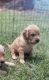 Goldendoodle Puppies for sale in Chesnee, SC 29323, USA. price: $1,200