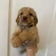 Goldendoodle Puppies for sale in Dayton, OH, USA. price: $450