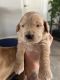 Goldendoodle Puppies for sale in Grand Junction, CO, USA. price: NA