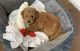 Goldendoodle Puppies for sale in Kingsburg, CA 93631, USA. price: $3,000