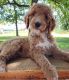 Goldendoodle Puppies for sale in Galt, MO 64641, USA. price: NA