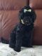 Goldendoodle Puppies for sale in Humboldt, TN 38343, USA. price: NA