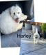 Goldendoodle Puppies for sale in Hollister, CA 95023, USA. price: NA