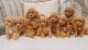 Goldendoodle Puppies for sale in Beaufort, SC, USA. price: NA