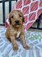 Goldendoodle Puppies for sale in North Lawrence, OH 44666, USA. price: NA