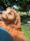Goldendoodle Puppies for sale in Rochester, NY, USA. price: $2,000