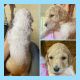 Goldendoodle Puppies for sale in Winchester, TN 37398, USA. price: NA