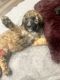 Goldendoodle Puppies for sale in Tarzana, CA 91335, USA. price: NA