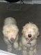 Goldendoodle Puppies for sale in Cumming, GA, USA. price: $600